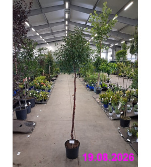 Prunus fruticosa 'Globosa' C 10 L